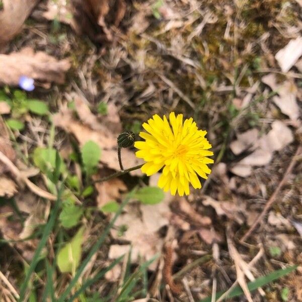 Crepis micrantha ফুল