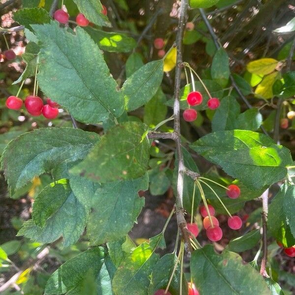 Malus toringo Fruitua