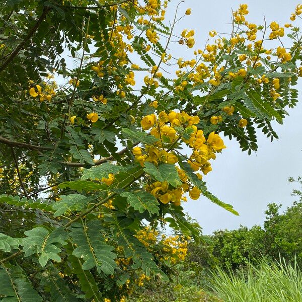 Senna spectabilis Flower