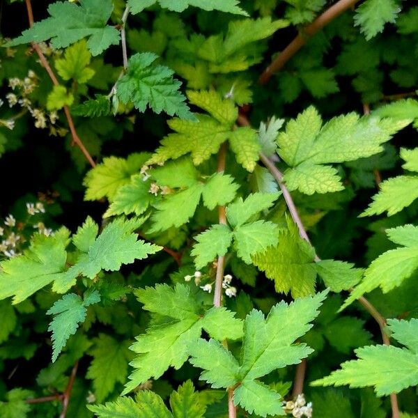 Stephanandra incisa Leaf