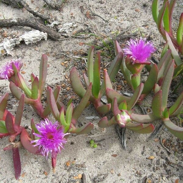 Carpobrotus acinaciformis Flor