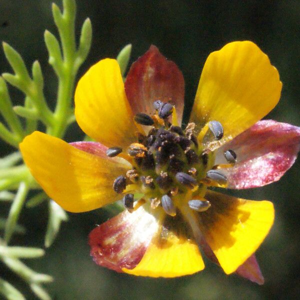 Adonis microcarpa Flower