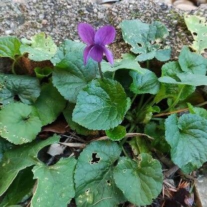 Viola odorata পাতা