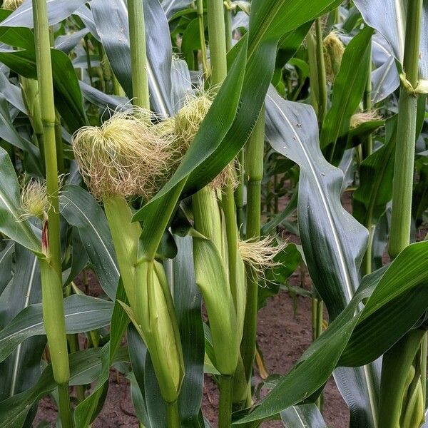 Zea mays Flower