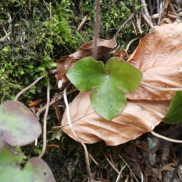 Hepatica nobilis ഇല