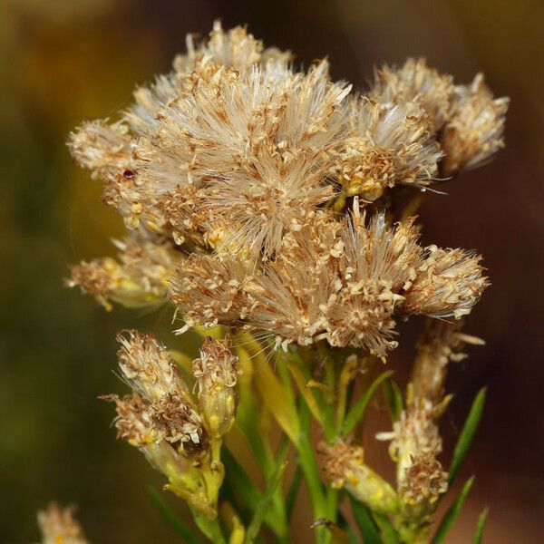 Euthamia occidentalis Квітка