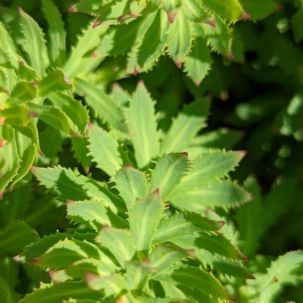 Rhodiola rosea पत्ता