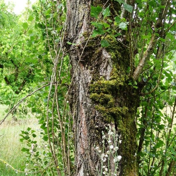 Populus nigra Escorça