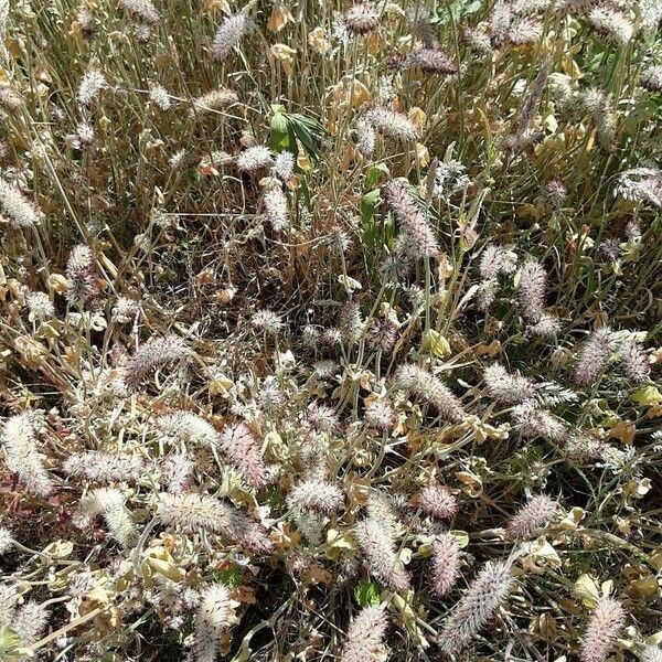 Trifolium angustifolium Costuma