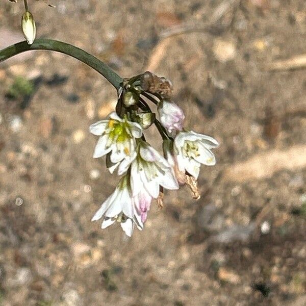 Nothoscordum gracile Lorea