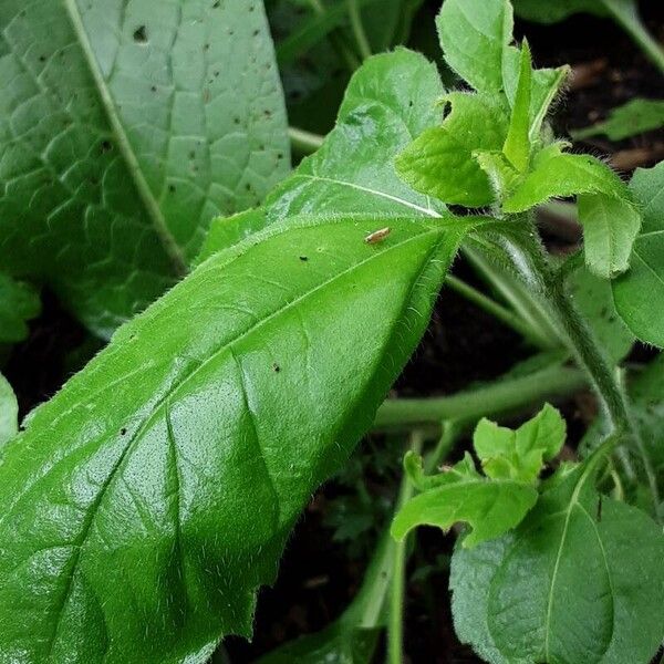 Tithonia rotundifolia Листок