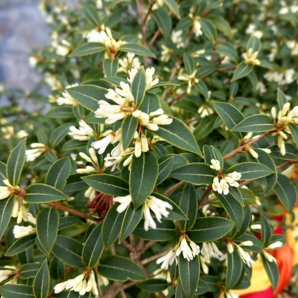 Osmanthus × burkwoodii Blomst