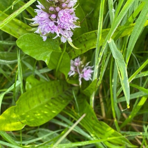 Dactylorhiza maculata Flower