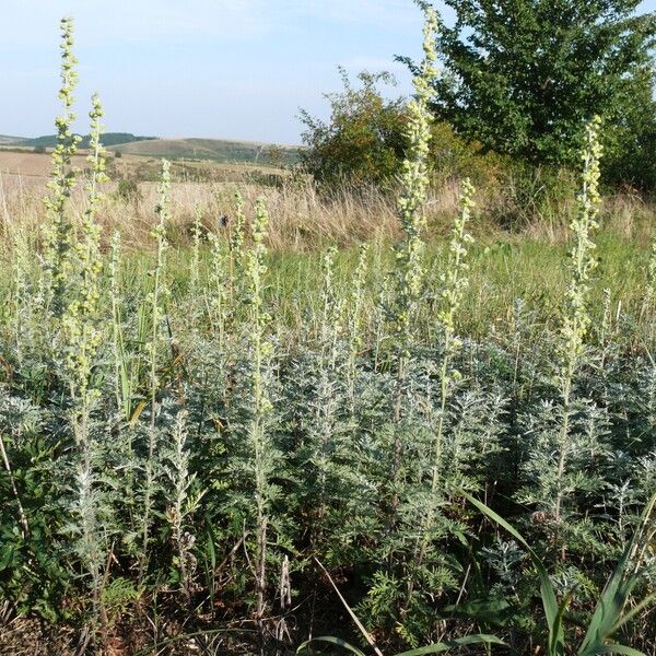 Artemisia pontica Λουλούδι