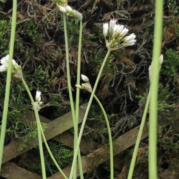 Nothoscordum gracile Flower