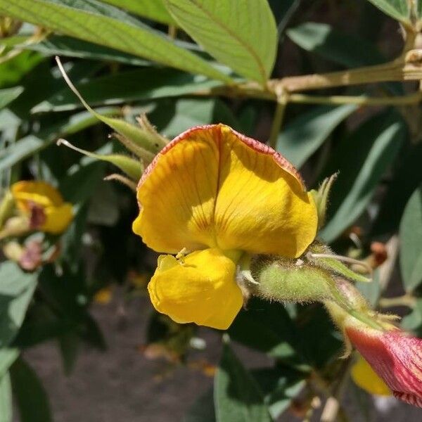 Cajanus cajan Flower