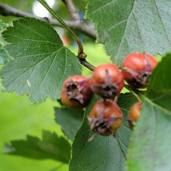 Crataegus douglasii Fruto