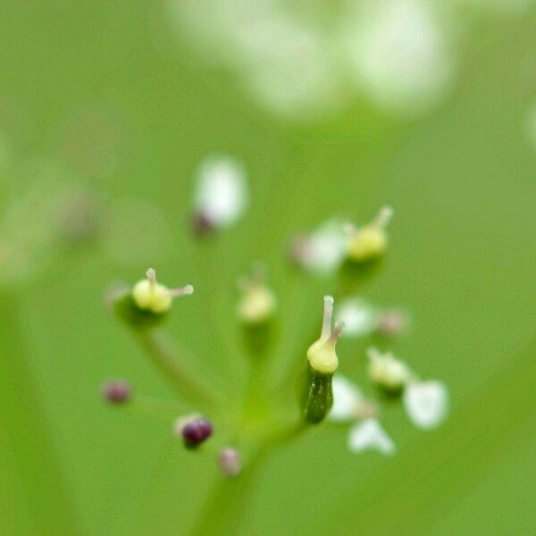 Conopodium pyrenaeum Цветок