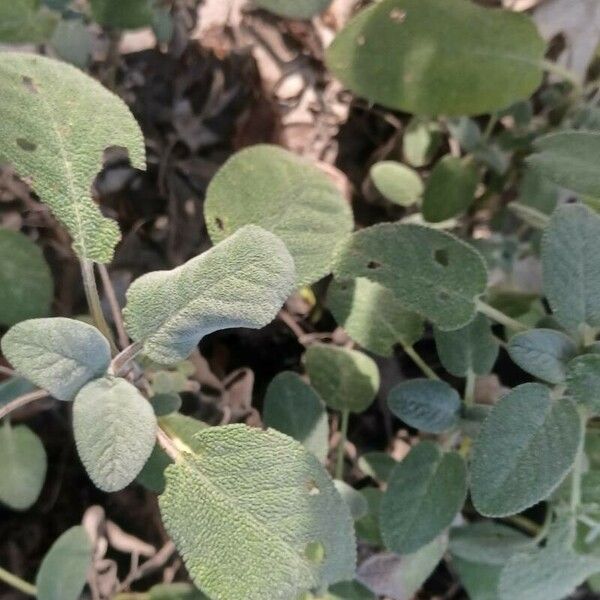 Salvia fruticosa 葉