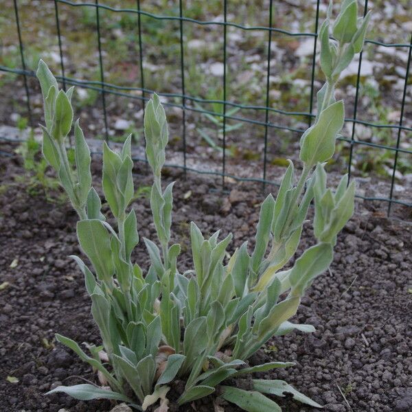 Silene coronaria Hoja