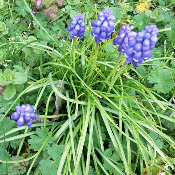 Muscari armeniacum Blomst