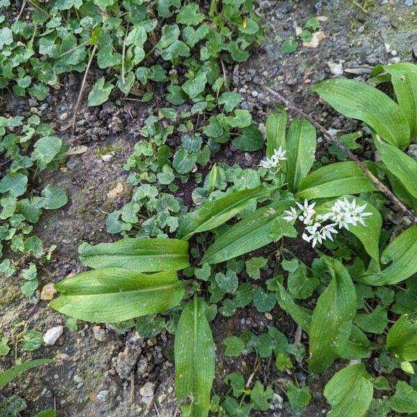 Allium ursinum Alkat (teljes növény)