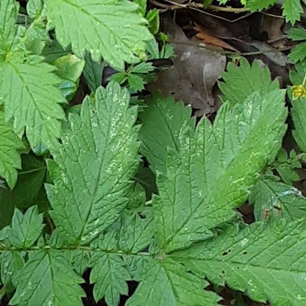 Agrimonia eupatoria Leaf