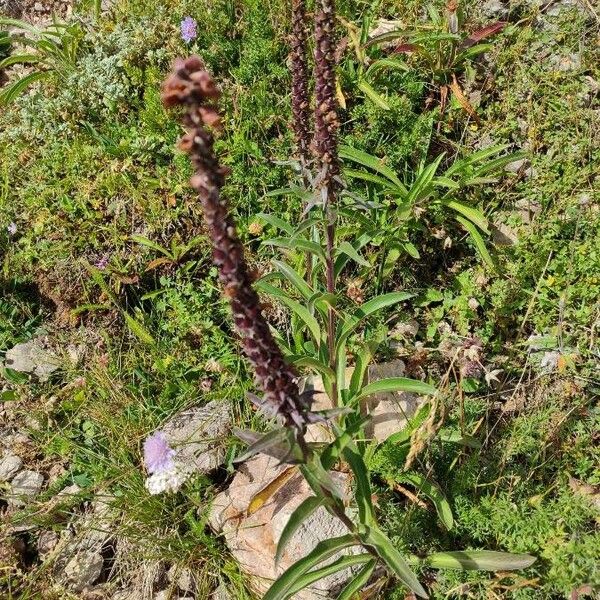 Digitalis ferruginea Fleur