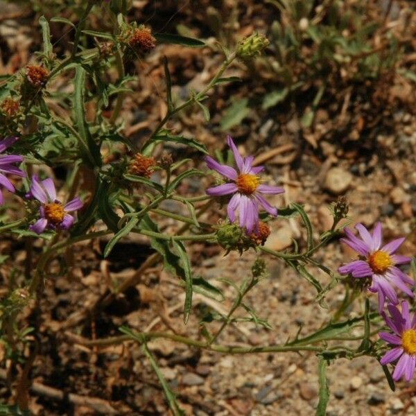 Dieteria canescens Flower