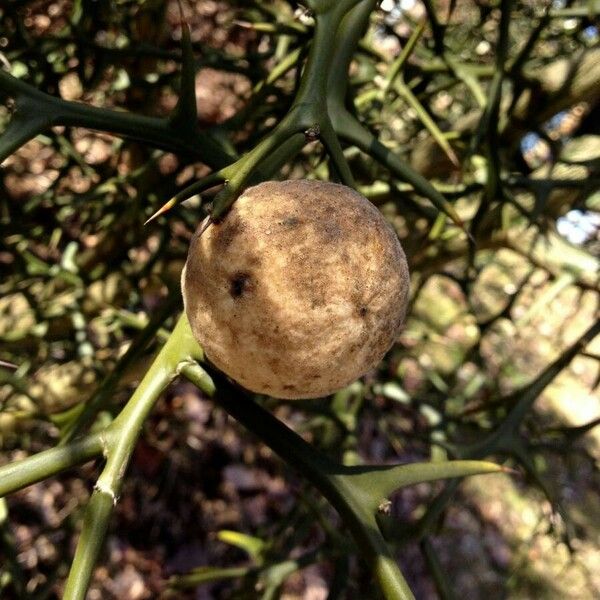 Citrus trifoliata Frucht