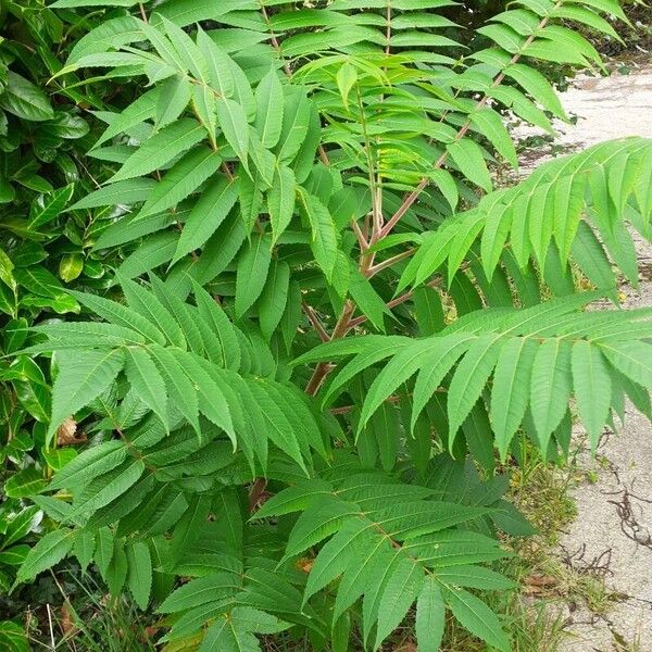 Rhus glabra Leaf