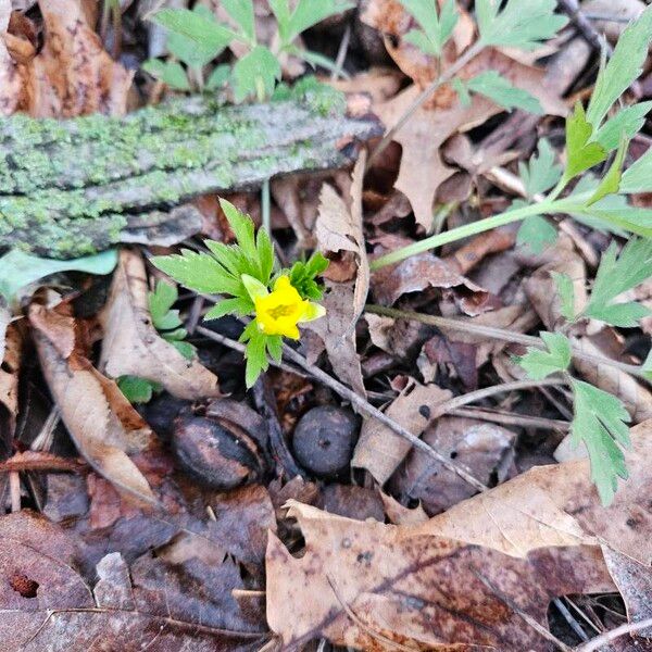 Ranunculus hispidus Flor