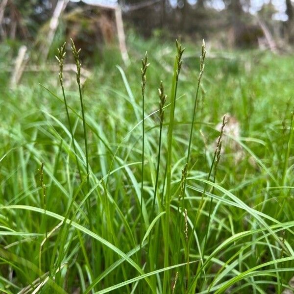 Carex brizoides फूल