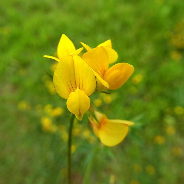 Lotus ornithopodioides Цвят