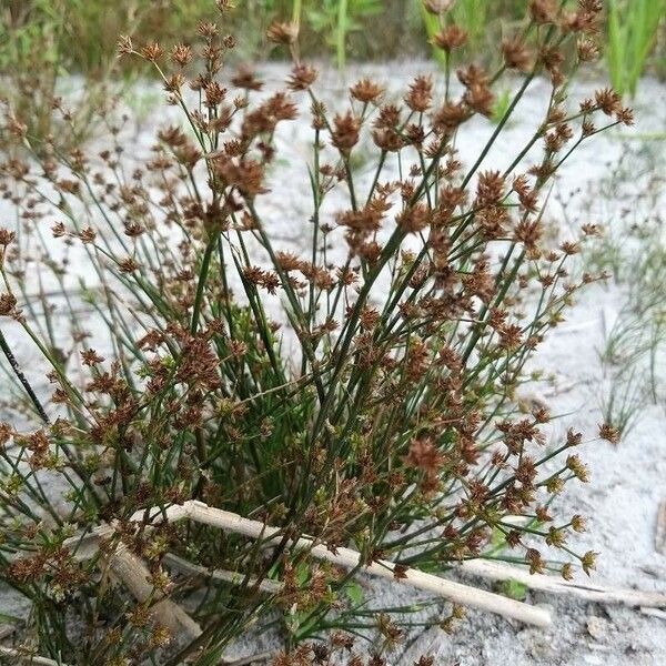 Juncus bulbosus Fiore