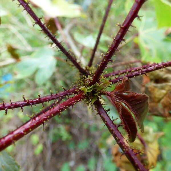 Jatropha gossypiifolia Bark