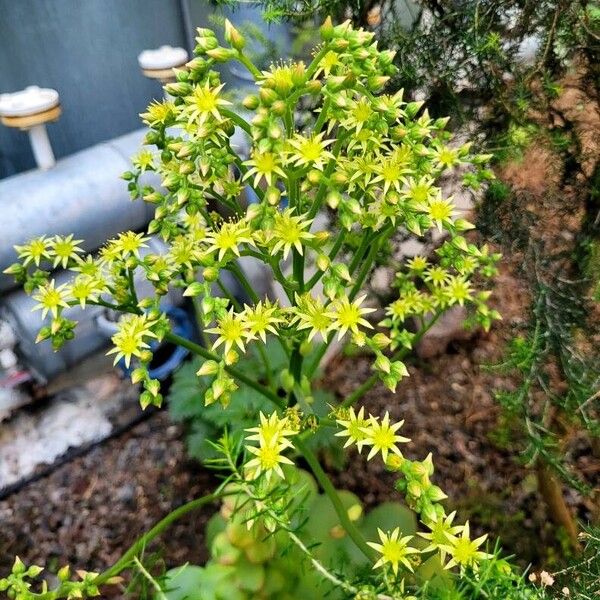 Aeonium canariense Žiedas