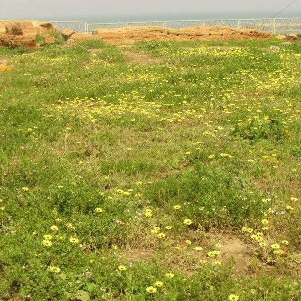 Arctotheca calendula Habit