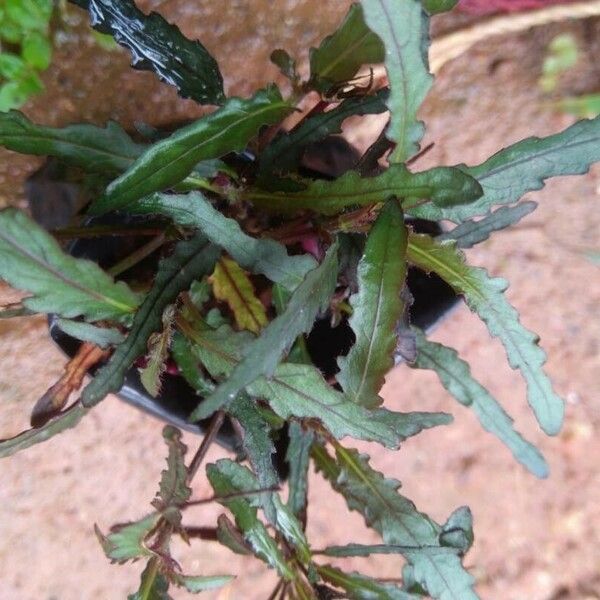 Strobilanthes sinuata Folio