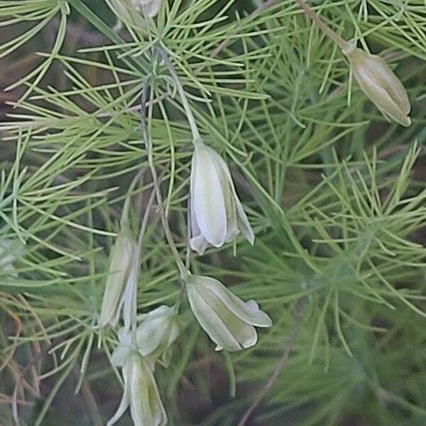 Asparagus tenuifolius Flower