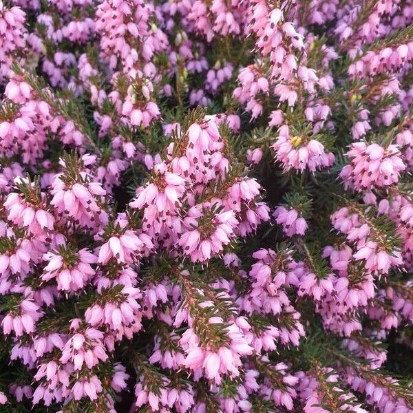 Erica erigena Flors