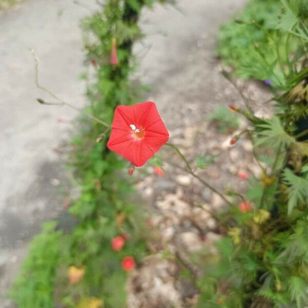 Ipomoea hederifolia Blomma