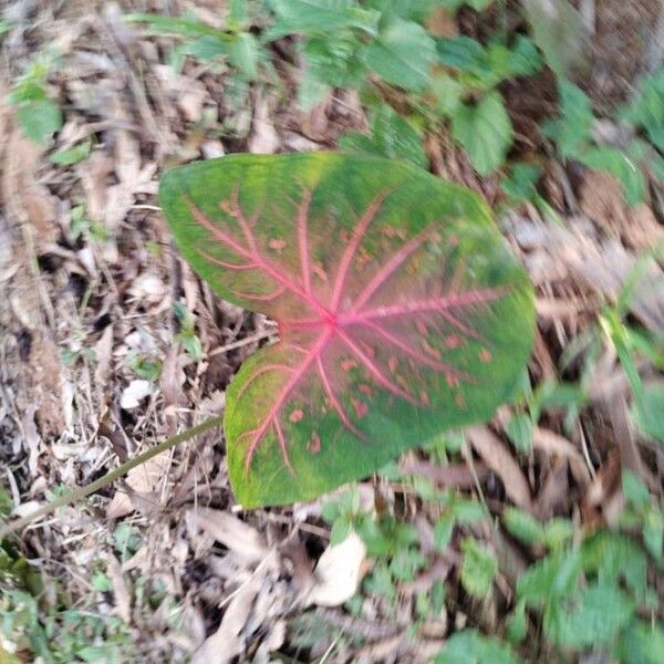 Caladium bicolor 葉