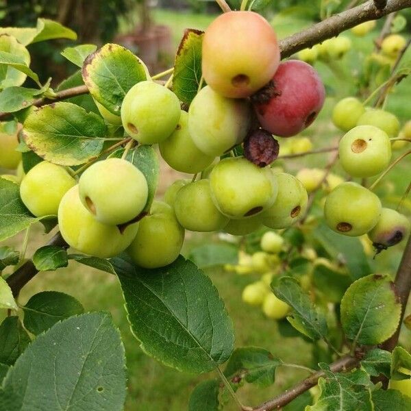 Malus domestica Frucht