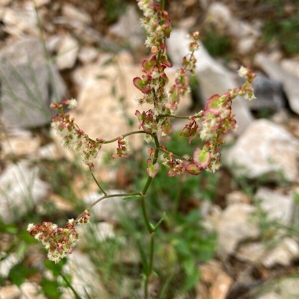 Rumex intermedius फूल