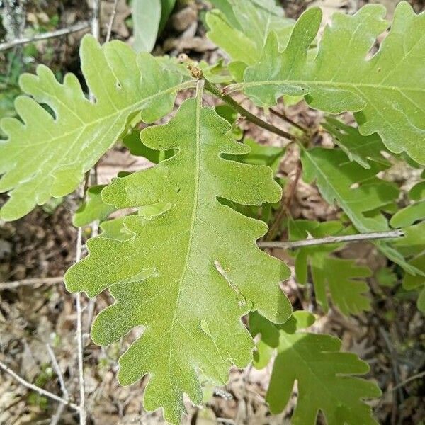 Quercus pyrenaica ᱥᱟᱠᱟᱢ