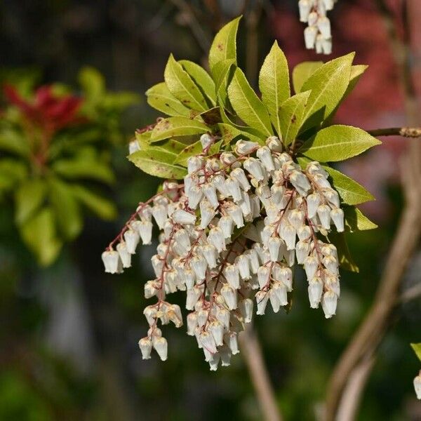 Pieris japonica 花