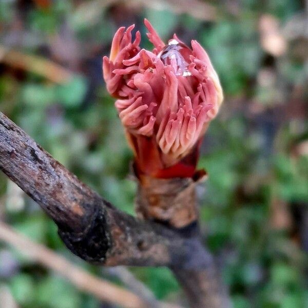 Paeonia mascula Levél