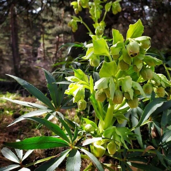 Helleborus foetidus 花