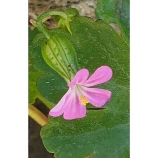 Geranium lucidum Blomst